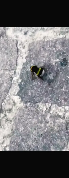 I beez in da trap #bee #nikiminaj #beezinthetrap #fyp #funny #comedia 