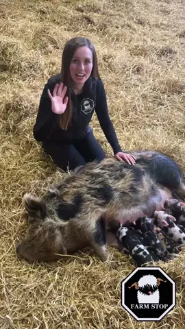 🐷 EXCITING NEWS 🐷  Patch has had her piglets!! 🎉 7 of them!! 😍 Did you spot the one ginger and black piglet? 🧡 🐷 BOOK NOW at: www.farmstop.co.uk 🐷  #AnimalTherapy #Piglet #FarmLife #Pig #CuteAnimals #PiggyLove #Aberdeenshire #PigCuddles #fyp #pigsoftiktok #piggy 