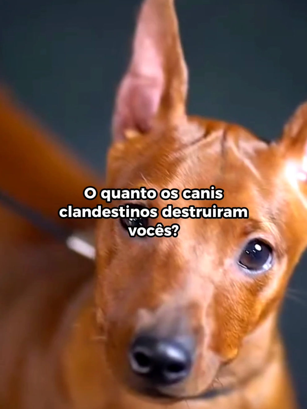 :( #pinscherminiatura #pinscherbrasil #pinscher #fy 
