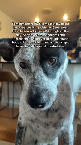 What a privilege it is to love this dog 😭♥️ #dogmom #dogsoftiktok #dogtok 