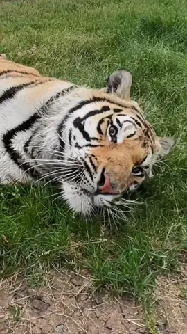 Tiger Dash is here to brighten your feed! 🐅☀️ To learn more about this rescued boy, click the 🔗 in our bio!  #tiger #tigers #rescuetiger #tigerrescue #wildlifesanctuary #sanctuarylife #happycat #playfulcat #happyanimal #bigcat #bigcatvideos #tigerlover #animalsanctuarylife #wildcatsanctuary 