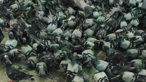 #CapCut Pigeon🐦‍⬛#dc #viral_video 