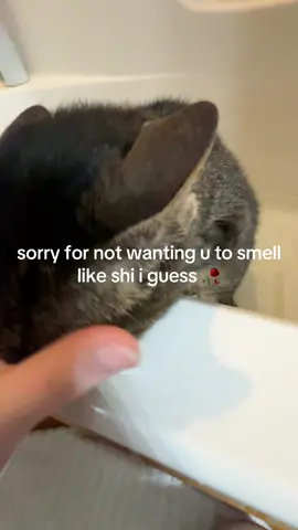 like bruh my bad twin..💔 edit: shes a girl btw!! || #fyp #viral #relatable #cat #bath #sybau #syfm #sybau💔 #🥀 #💔 #💔🥀 #funny #zyxcba 