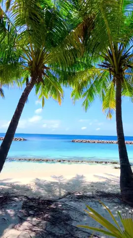 Hello Maldives 🌴🌴💦 #indianocean #crystalclearbluewater🌊 #tiktokmaldives🇲🇻 #whitesandbeach #whitesandbeach #coralisland #fypシ゚ #oceanlife #beautifuldestinations #localislandmaldives #sunnysideoflife☀️ #visitkendhoo 