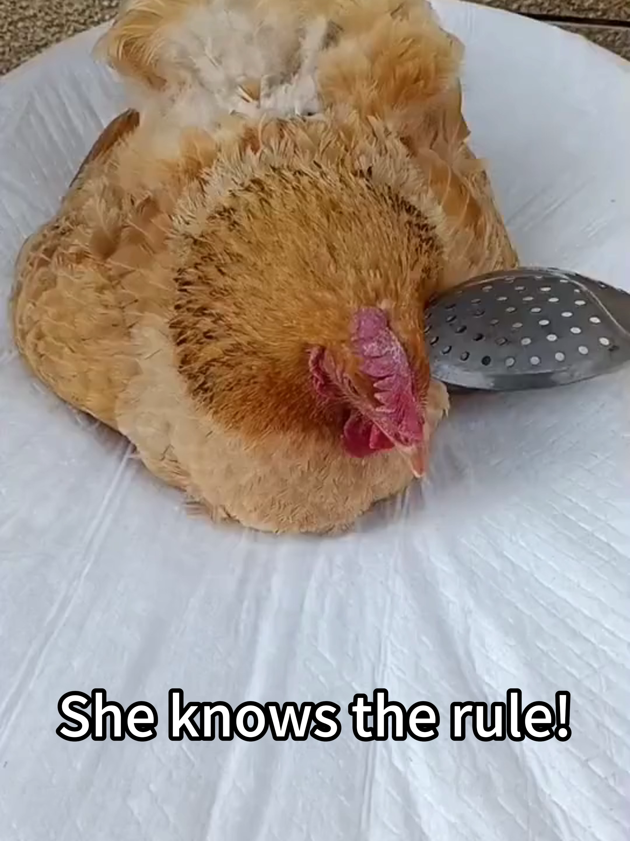 #chicken #farming #egg