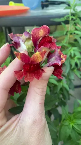 RONALD WEASLEY! #harrypotter #snapdragons #dryhumor #remember #youaskedforthis #😂