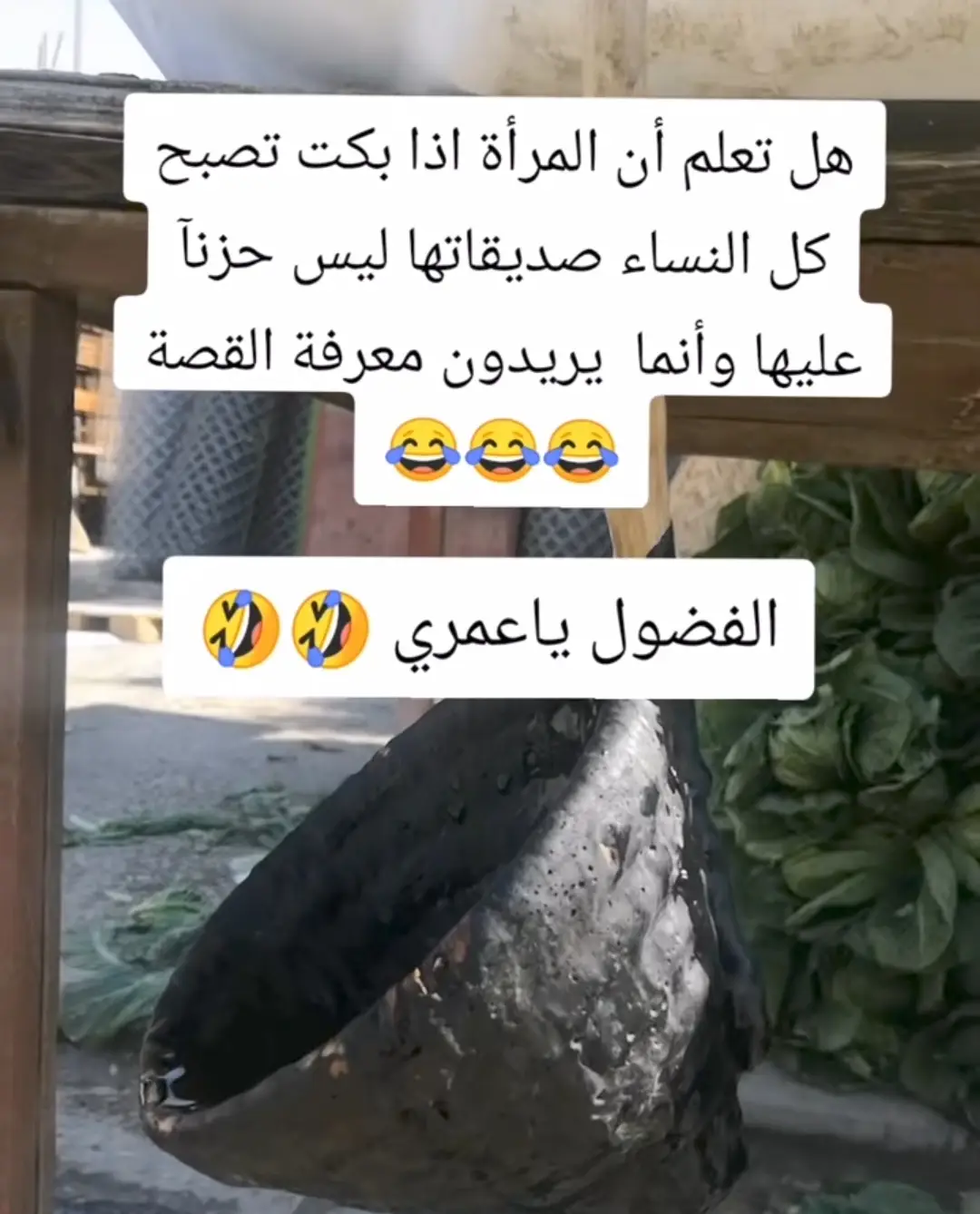 #العقرب #