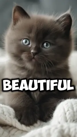 Sweetest baby cat pep talk! 🤣 ❤️Adorable kitty needs Dad’s motivation! #trynottolaugh #cutecat  #funnycat #catmom #adulting #adultingishard #momlife 