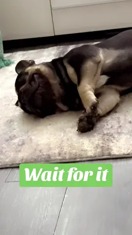 Wait for his reaction #animals #dog #frenchbulldog #funny #Reaction #Funnyanimals #Pets #trending #ukraine #Reacts #foryou #friends #dogsoftiktok #Rate 