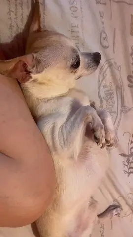 #mypet 