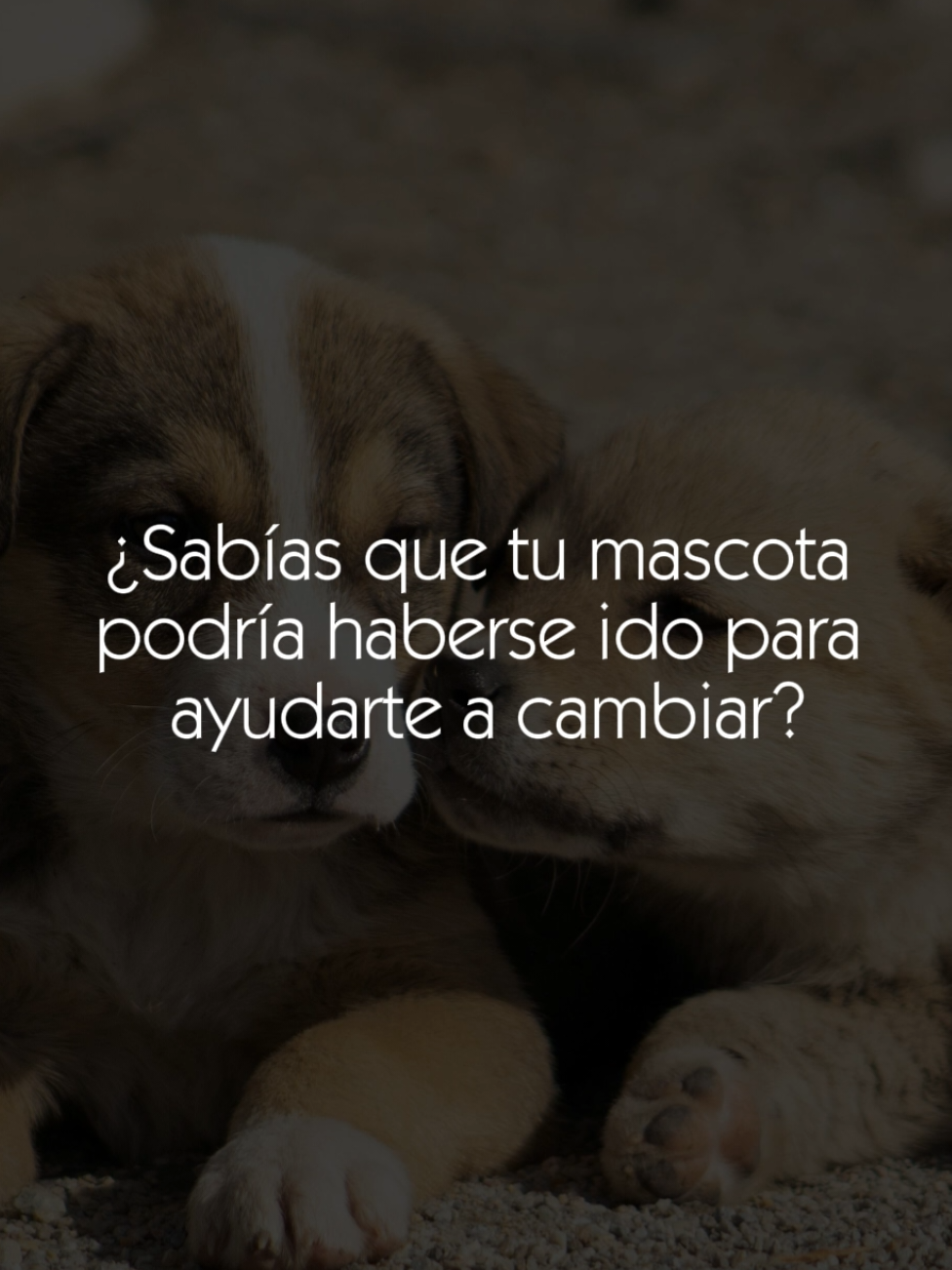 El profundo pacto de amor. Este mensaje llega mucho cuando parten al arcoiris siendo cachorros o en un corto tiempo desde que llegan a la vida del tutor❤️‍🩹  #dueloanimal #duelo #sanar #mascotasvirales #vinculoanimal #espiritualidad #guiasespirituales #espiritualidad #animales #comunicacionanimal 