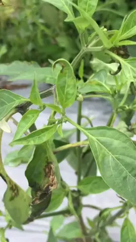 Ớt bị bệnh thối lá trong mùa mưa! Hướng dẫn cách khắc phục!