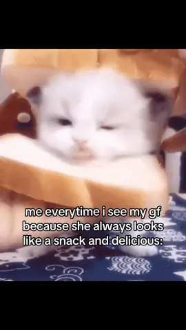 #Tatcha #cat #catsoftiktok #kitten #catmeme #sillycat #Relationship #couplecomedy #relatable #gf #girlfriend #ilovemygf #fyp 