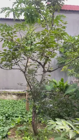 #xuhuwowsngtiktok2025 
