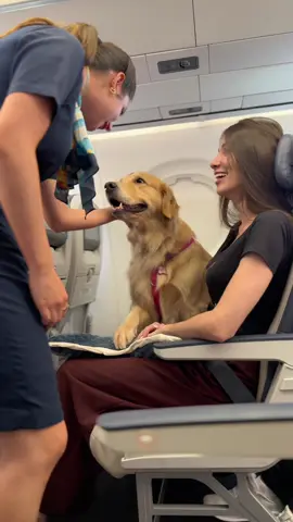 A legenda eu deixo com vocês! 😅 . #golden #goldenretriever #cachorro #aviao #voo #cabine #confusao #briga