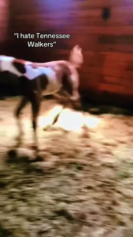 I can’t stand people who hate Tennessee walkers, the hate is unnecessary 🇺🇸 #Cas #Twh #tennesseewalkinghorse #horse #tennesseewalker #🇺🇸 #america #redwhiteandblue 