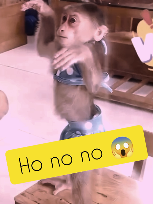 #creatorsearchinsights Dad change cloth to Lily#cutie #monkeycutis #bibimonkey #bibi #kawaii #monkeyface 