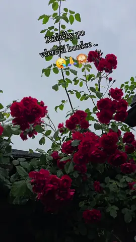 Tak u nás byla velká  bouřka. 😪 Snad to kytičky zvládnou ⚘️🙏🍀❤️#Příběhy z naší 300let staré chaloupky kde žije spousta zvířátek a je hodně legrace ❤️#procreate #protebe #bouřka #počasí #déšť #viralvideo#roubenka#smutek  #chalupa #leto #růže #flover #květiny #funny#fypp#foryou #lowered #loveyou #Léňa Farská Medková #czech#🇨🇿