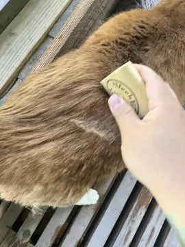 De shedding comb ⬆️ #deshedding #cat 