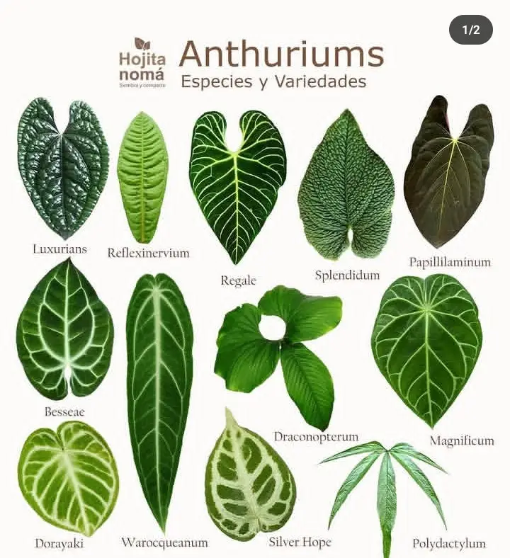 especies de los géneros: Anthuriums, Caladium, Alocasias, Aglaonemas, Monstera. fuente: hojita.nomá. #plantas #flora #botanica #biologia #anthurium #caladium #aglaonema #monstera 