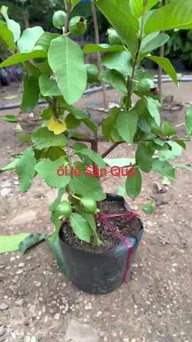 🪴Cây Giống Ổi Lê Sẵn Quả 🍐🍐🍐 Là giống cây dễ trồng sinh trưởng phát triển tốt. Vỏ mỏng ít hạt ăn giòn ngọt mát năng suất giá trị kinh tế cao  Cây sẵn quả Giúp bà con rút ngắn thời gian chăm sóc. Bà con có nhu cầu trồng vui lòng Ib 