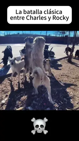 El Increíble Reinado del Perro Charles #CharlesElReyPerro #LiderazgoCanino  #PerroMasFamoso  #ReinoCanino  #FascinantePerro  #ImpactoEnInternet  #PerroLenda  #AscensoImpresionante  #MisterioCanino  #PerroQueConquista#kingcharles 