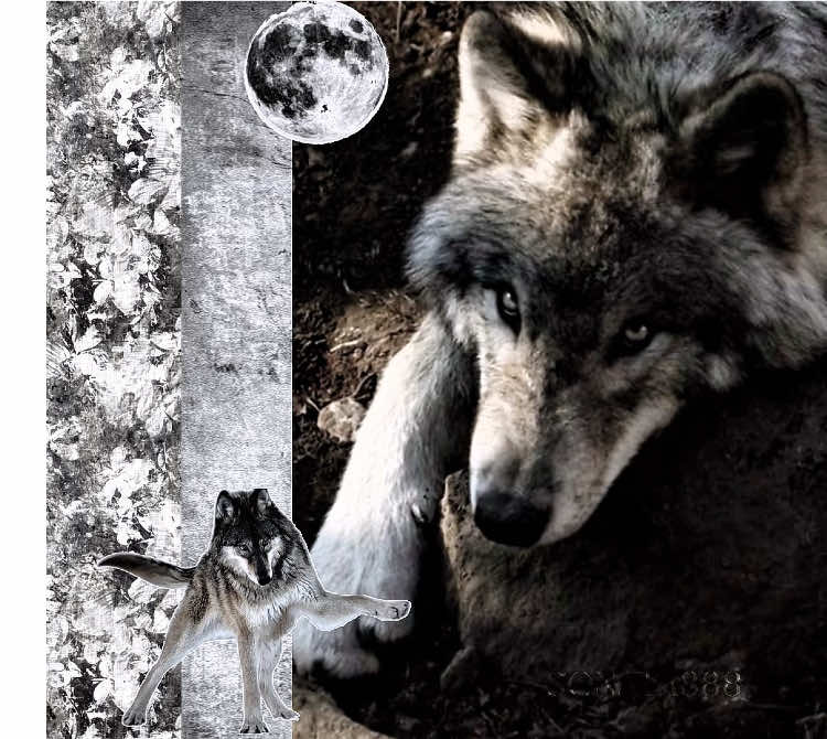 awooooooo || #wolf #wolves #awoo #howl #moon #aesthetic #grey #moodboard #fyp #fyppppppppppppppppppppppp #viral #blowthisup #cute #xyzbca #sonata888 @??? ¿¿¿  