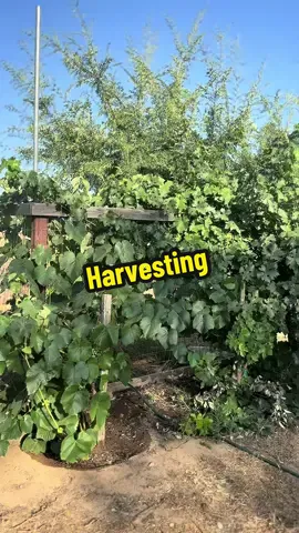 The ranch is full of yummy treats. Organic berries, tomatoes, chilies, grapes, and wine grapes, figs, mandarins, oranges, apricots there’s so much good stuff right now. #growyourownfood #organicgardening 