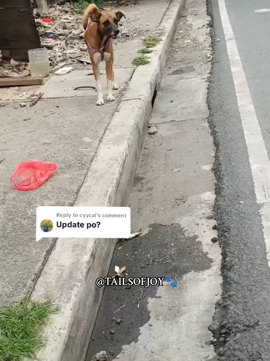 Replying to @cyycal ito po sya now may leash na sya i don't po kung sino may lagay sa kanya nyan safe po si Doggie walang kahit anong sugat sa katawan pati yung dogs na kasama nya.  As seen in the video, I really tried to come closer, but the dog kept moving away from me. It even started walking toward the road, and that scared me so I backed off right away. I didn’t want to risk chasing it into danger. It breaks my heart, but I have to respect its fear and space while still trying to find a way to help. #straydogsaving #theylifematters #aspin #fyp #straydogs 