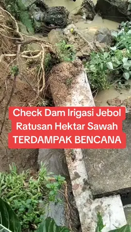 Check Dam Irigasi Desa Puding Jebol, Ratusan Hektar Sawah Terdampak Bencana #fyp #sawah #irigasi #desa #bencana #bengkuluselatan