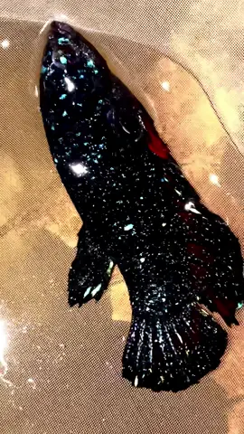 Betta Black blue kim tuyến nhuyễn🤩🥰#xuhuong#xuhuongtiktok #bettafish #black #blue #vip #soctrang 