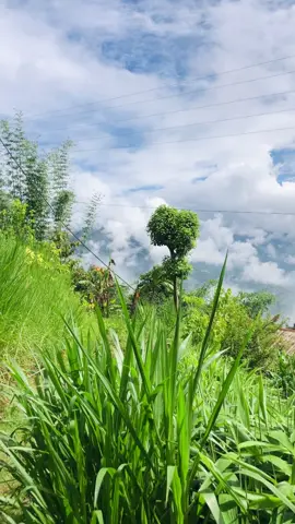 #nature #foryoupage #fyp 
