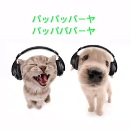 me and who 😭 @Eve @Sou #eve #eveutaite #eveharapeco #sou #jpop #utaite #vocaloid #music #lyrics #myojogalactica #evesou #evexsou #friends #songrecommendations 
