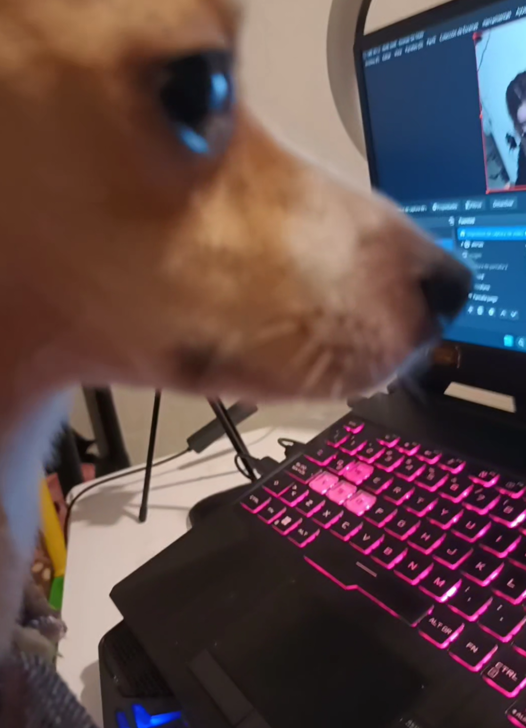 Que desinstalé el juego mejor 🤡 #paratii #perrostiktokers #fy #game #dog #gaming #stream #twitch #perritos #fypシ゚ ##paratiiiiiiiiiiiiiiiiiiiiiiiiiiiiiii 