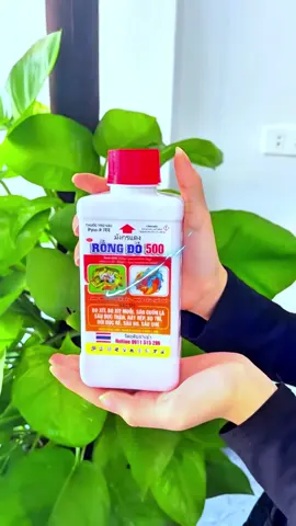 Rồng Đỏ 500 👉 Bọ trĩ, bọ phấn, bọ xít, bọ nhảy 👉 Rầy xanh, rầy nâu, rệp sáp 👉 Sâu cuốn lá, sâu đục thân 👉 Ruồi vàng và nhiều loại côn trùng chích hút khác ♻ Hiệu lực nhanh – kéo dài, tiêu diệt sâu bệnh chỉ sau vài giờ phun #thuốctrừsâu #thuốcsâu #nhệnđỏ #nhệngié #bọtrĩ #sâurầy #sâubọ #bọxít #bọnhảy #bọphấn #rầyxanh #rầynâu #rệpsáp #sâucuốnlá #sâuđụcthân #kiến #ruồivàng #thuốcbvtv #câycảnh #câycôngnghiệp #câyănquả #câylươngthực #câylúa #raumàu #nôngnghiệp #thuốcsâuhóahọc #thuốcsâusinhhọc #siêusâunhện #làmvườn #câysầuriêng #câycàphê #câytiêu #chămsóccây #sâunhện #rồngđỏ #rồngđỏ500 
