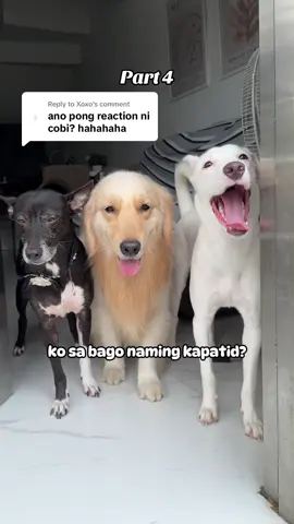 Replying to @Xoxo Part 4 - COBI MEET YUKI! Kamusta na ang unang araw ni Yuki sa bahay? #adopt #caliandcobi #fyp #dogoftiktok #aspin #goldenretrieverlife #foryoupage #trending #goldenretriever #fypシ 