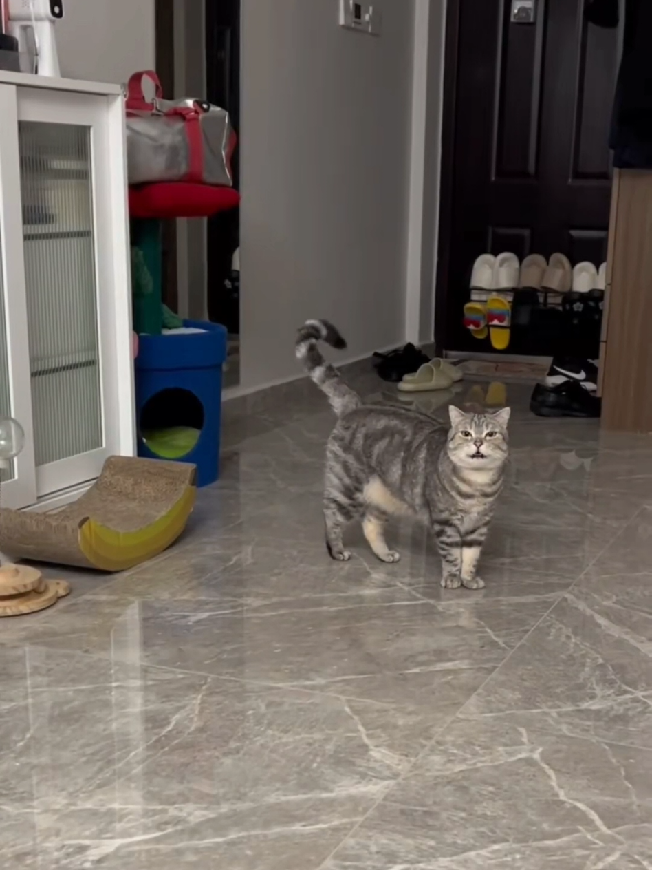 #cat #cute #catvideo #cutcat #funny #pet #funnyvideo #kitty #foryou  #keşfetbeniöneçıkar 