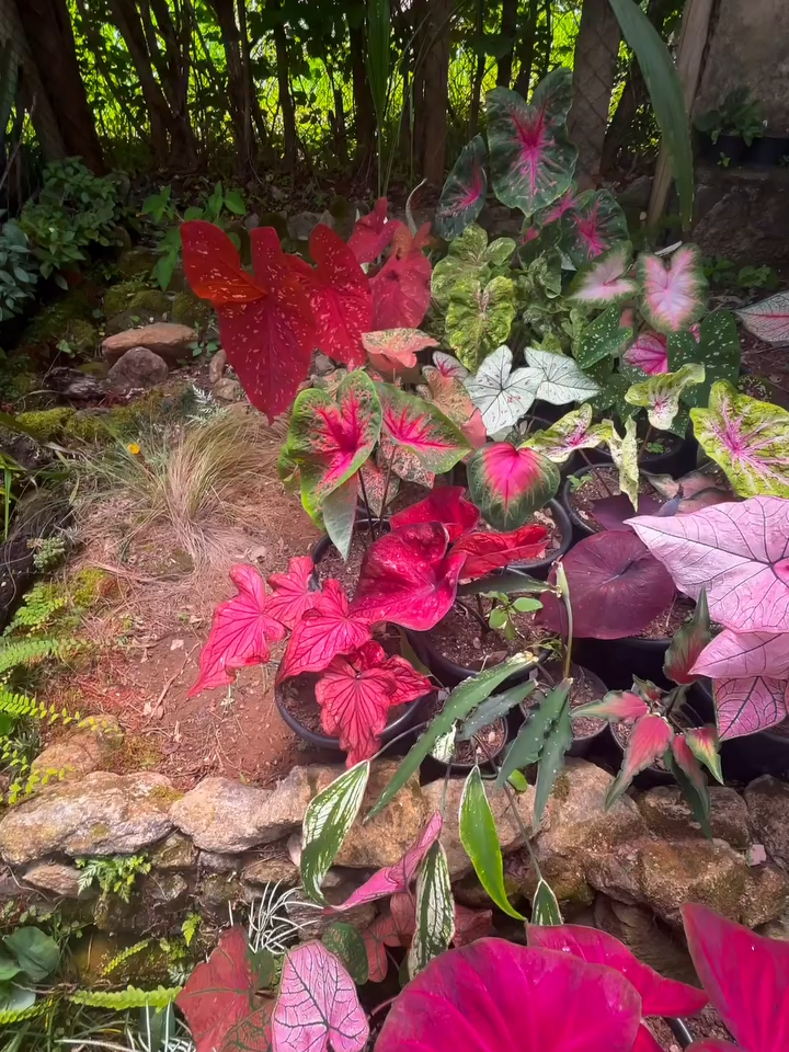Mais um pouco da coleção do Carlos Lage! Quer ter uma coleção de Caladium igual? Acesse o link em nosso perfil! Entregamos para todo Brasil!  #caladium #caladiumplants #plantas #floreseplantas #plantasdentrodecasa #plantastiktok #plantasdecasa