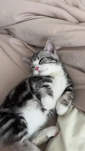 #fyp #trending #cute #cat #kitty 