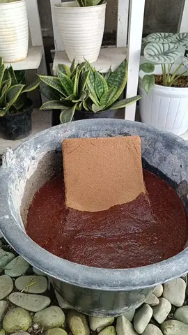 Solusi berkebun di perkotaan yang susah cari tanah 😍🌿 cobain campurkan cocopeat di media tanam supaya lebih gembur dan kelembaban terjaga 😍 #gardening #berkebun #cocopeat 