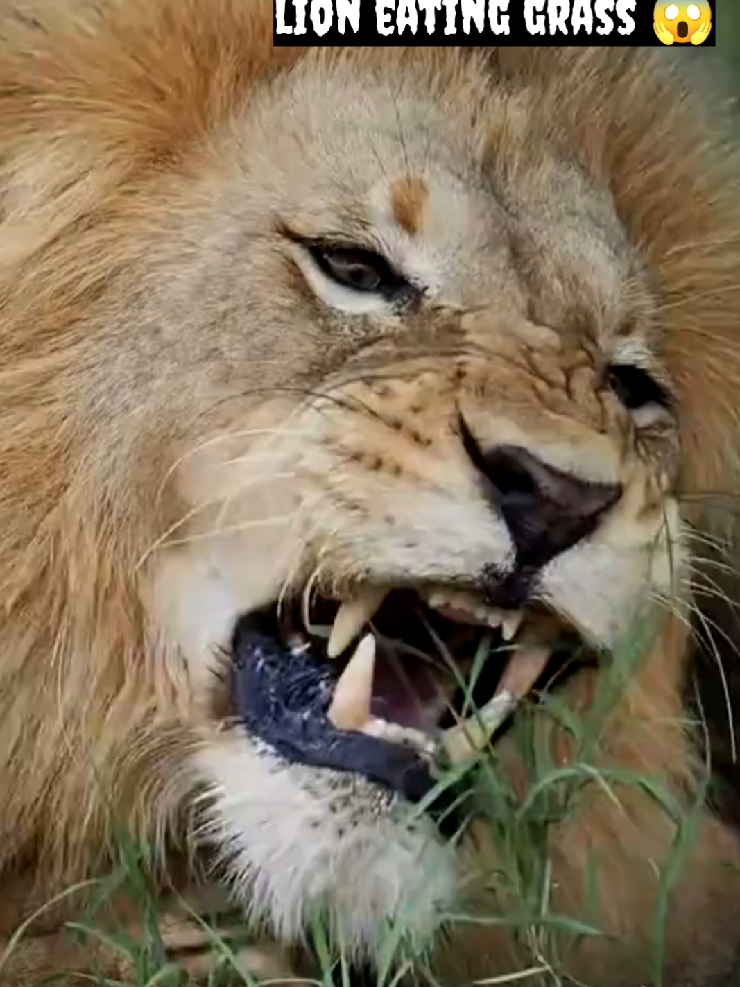 lion eat grass 😱 ? #viral #fyp 