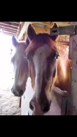 Goodbye #horse 