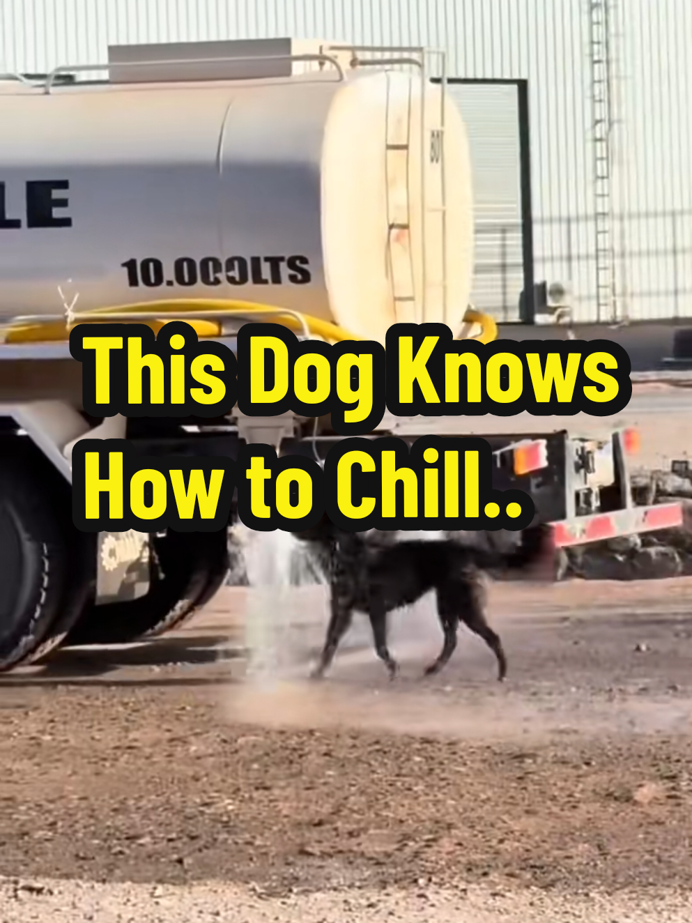 When a water truck started leaking on the street, most people saw a problem, but not this clever dog! Watch as this playful pup takes full advantage of the situation, splashing around and turning the leak into his own personal water park. Sometimes, happiness is just about making the most of the moment! #FunnyDog #SmartDog #DogLovers #WaterFun #StreetDog #ViralPets