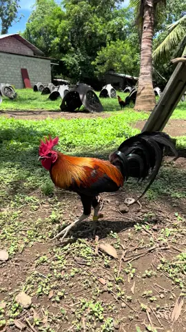 Brood cock Super Brown Red🖤#viral #foryoupage #trending #newtrend #public #highlight #manok #superbrownred #mtbanahawline🐓 #ramonmontierro 