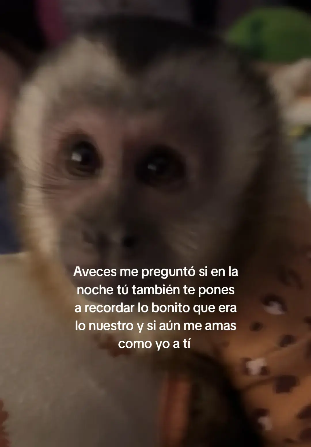 . . . . #monkey #paratii #tiktoknews #apoyo #fypシ゚ #viralllllll #teextraño #viralvibes 