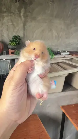 Grrrr #syrianhamster #hamsters #hamstersoftiktok #teddybearhamster #herederangmgadaga 