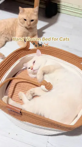 Agawan talaga sila dito sa higaan 😭 #fypage #fyp #cats #catbed #catsfyp 