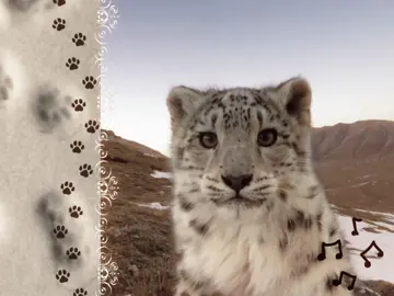 #moodboard #snowleopard #leopard #edit #ilovesnowleapords #fyp #meow