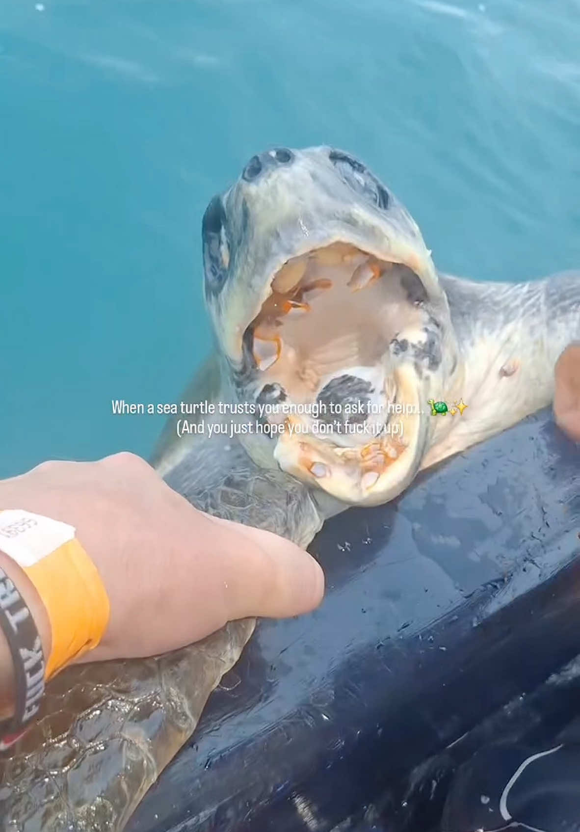 Trust fall in the ocean! This sea turtle in Puerto Ángel swam right to us, covered in barnacles. Held it steady while the captain worked - didn't even flinch. That moment it took a deep breath and dove away? Priceless #fyp #foryou #foryoupage #trending 