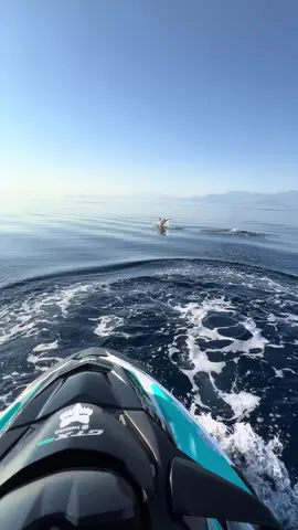 #seadoo #sealife #grecee🇬🇷 #dolphin 